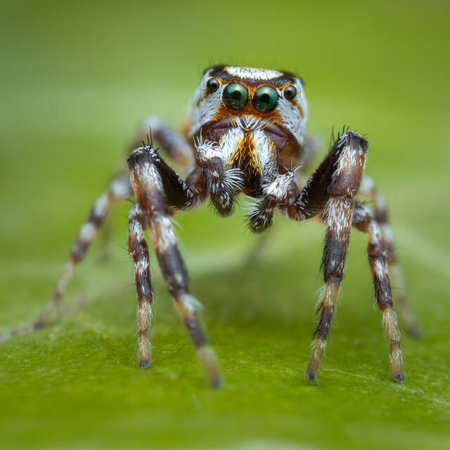 Metaphidippus chera print