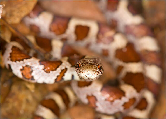Milk Snake print