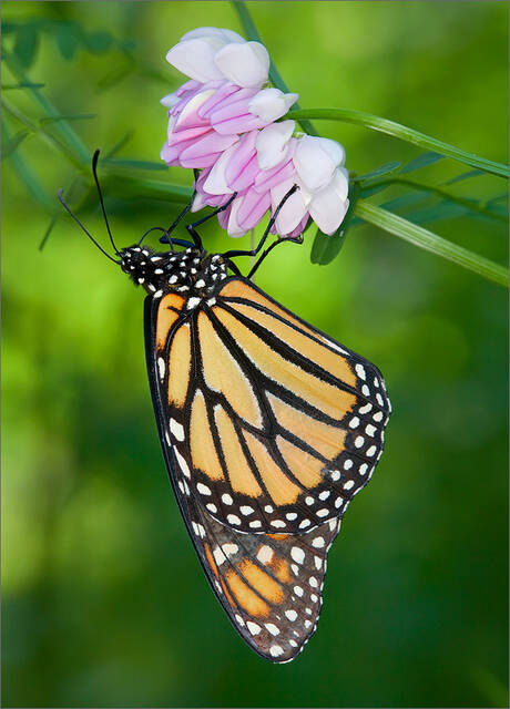 Monarch Butterfy print