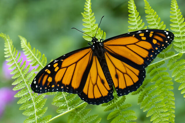 Monarch Butterfly print