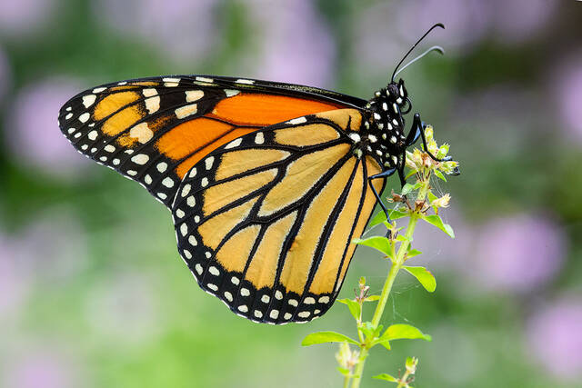 Monarch Butterfly print