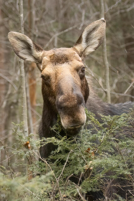 Moose print