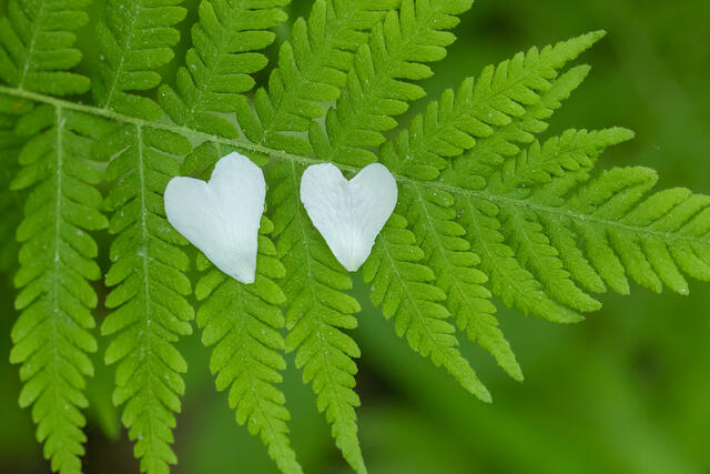 Two Hearts print