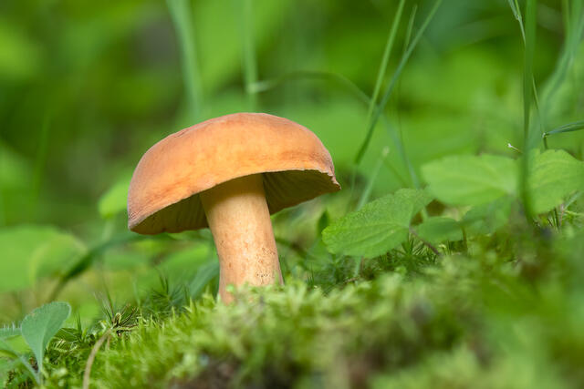 Bolete print