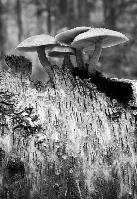 Mushrooms print