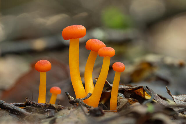 Orange-gilled Waxcap print