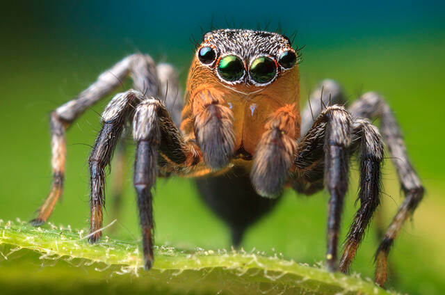 Naphrys pulex (adult male) print