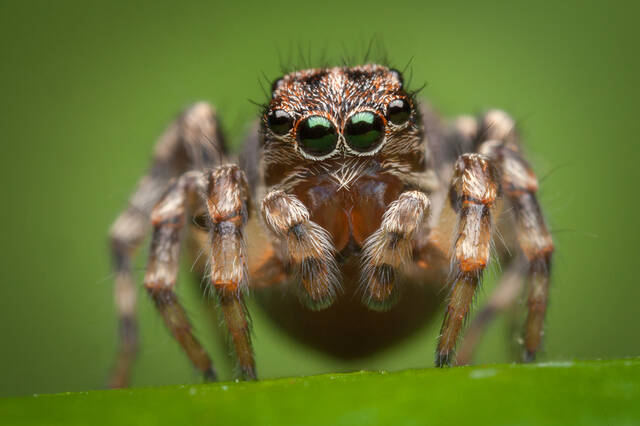 Naphrys pulex (adult female) print