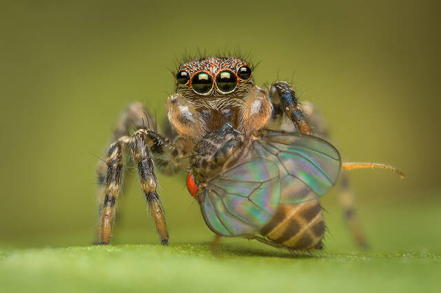 Naphrys pulex (juv) print