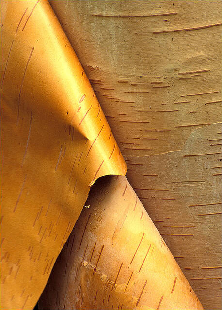 Nature's Paper print
