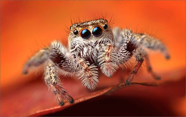 Bronze Jumper print
