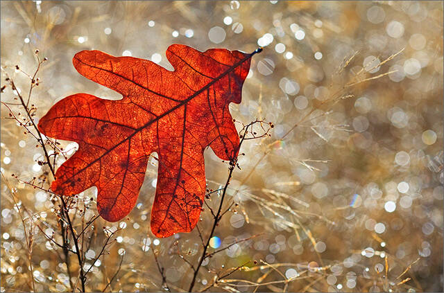 November Lights print