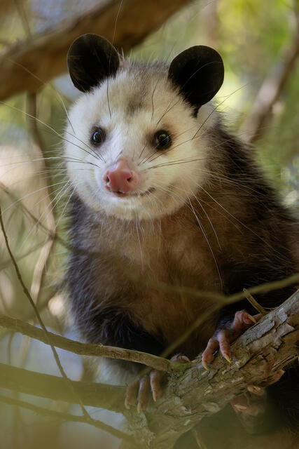 Virginia Opossum print