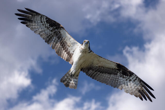 Osprey print