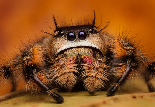 Phidipus otiosus print
