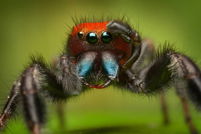Phidippus cardinalis (adult male) print