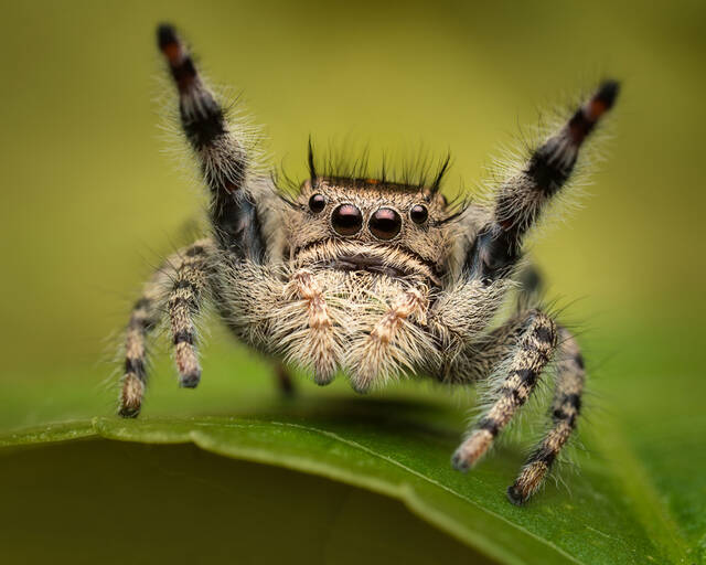 Phidippus adumbratus print