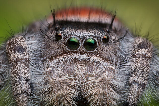 Phidippus adumbratus print
