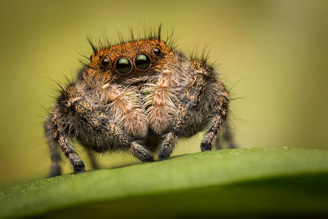 Phidippus apacheanus (female) print