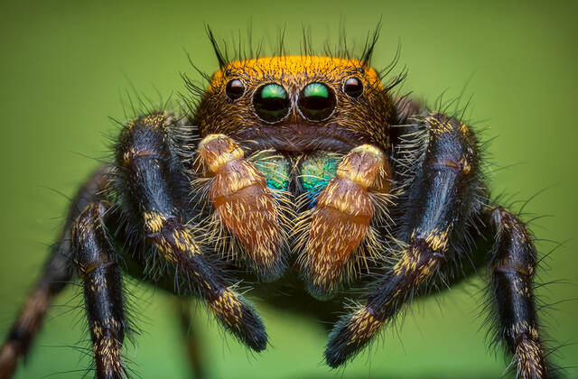 Phidippus apacheanus print
