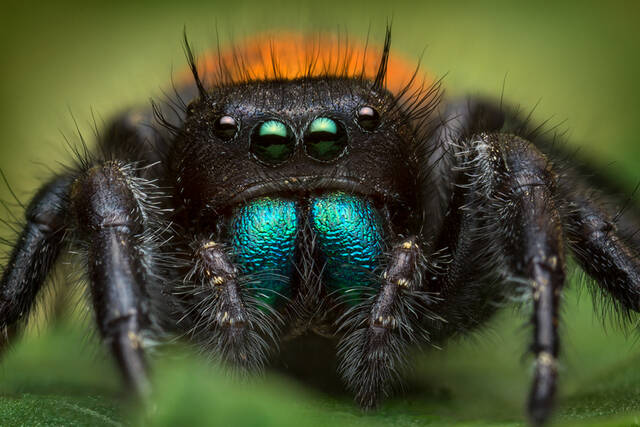Phidippus ardens print