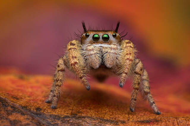 Phidippus arizonensis (juvenile) print