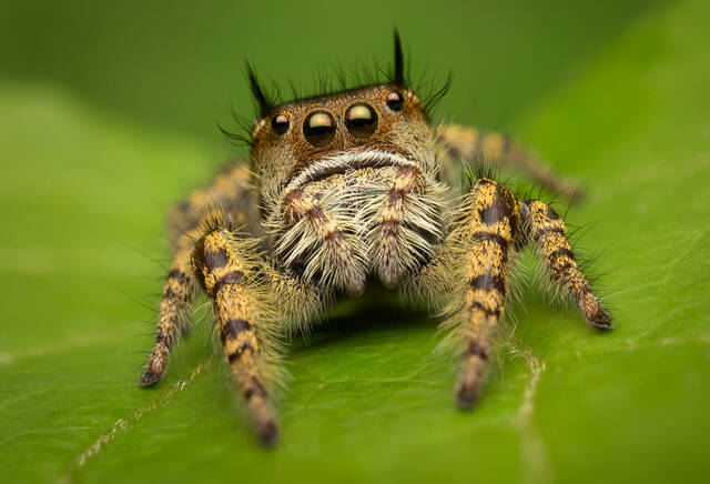 Phidippus arizonenis print