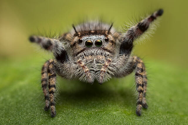 Phidippus asotus print
