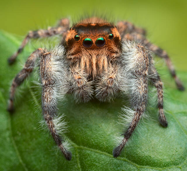 Phidippus asotus | Prints | Patrick Zephyr Photography