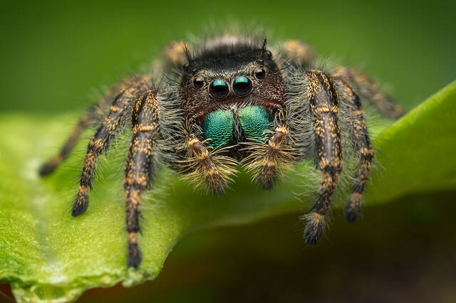 Phidippus audax (adult female) print
