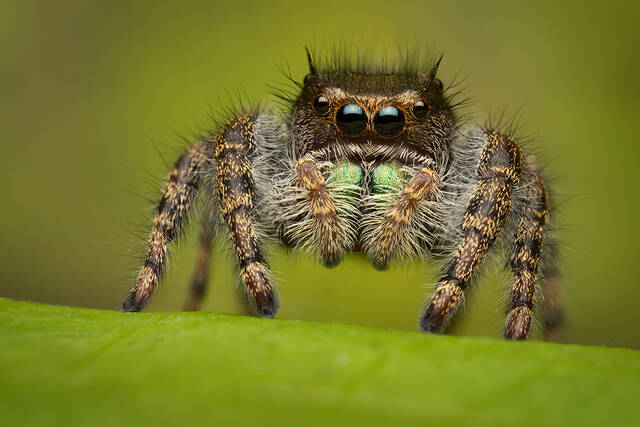 Phidippus audax print