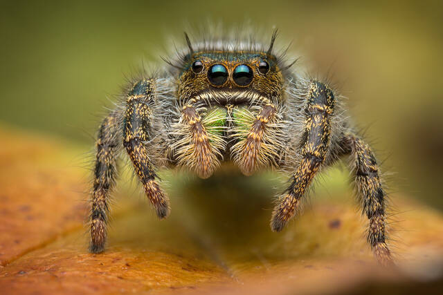 Phidippus audax (sub-adult female) print
