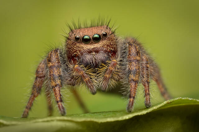 Phidippus cardinalis print