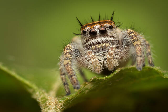 Phidippus carolinensis print