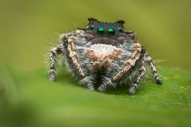 Phidippus carolinensis print