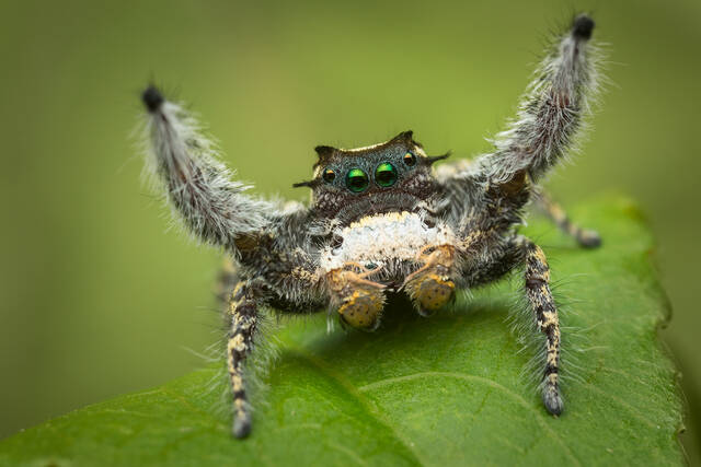 Phidippus carolinensis (courtship) print