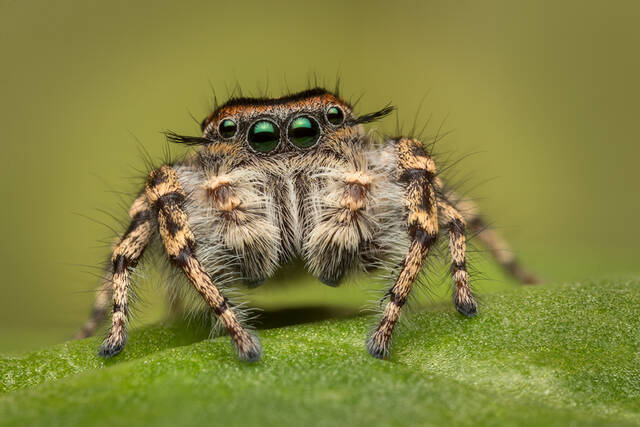 Phidippus comatus print