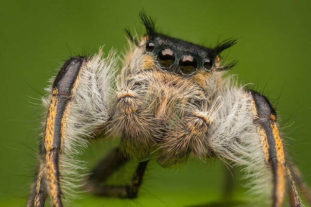 Phidippus insignarius print