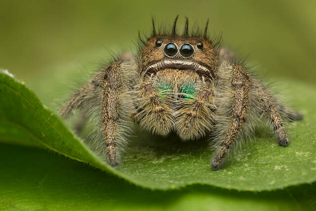 Phidippus bidentatus (female) print
