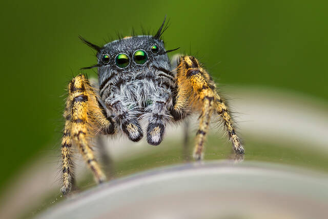 Phidippus mystaceus print