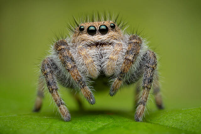 Phidippus octopunctatus print