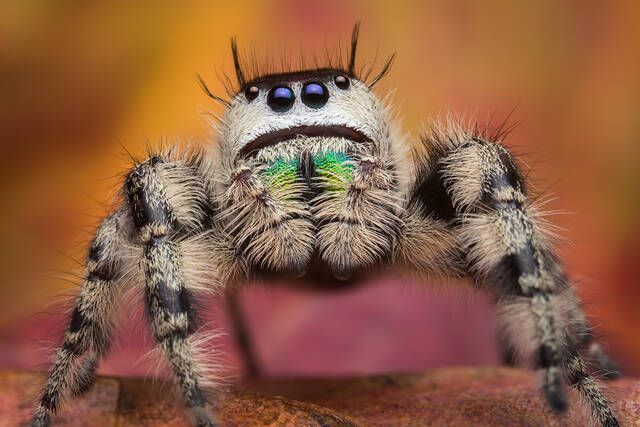 Phidippus otiosus (adult female) print