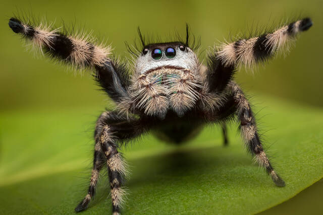 Phidippus otiosus (adult female) print