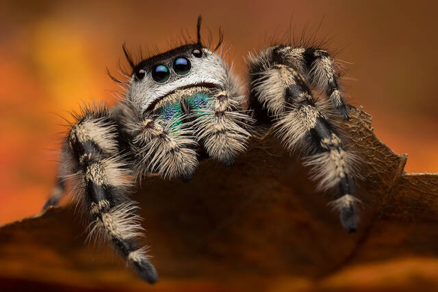 Phidippus otiosus (female) print