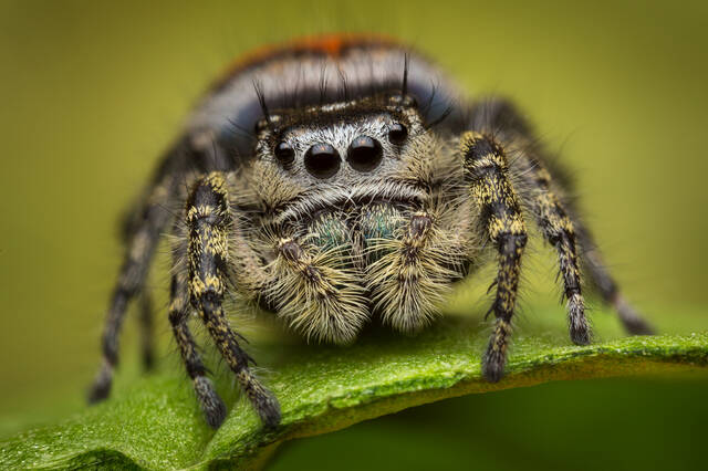 Phidippus pheonix (adult female) print