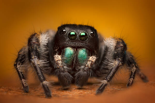 Phidippus Princeps print