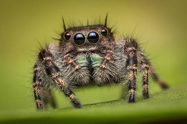 Phidippus pulcherrimus print