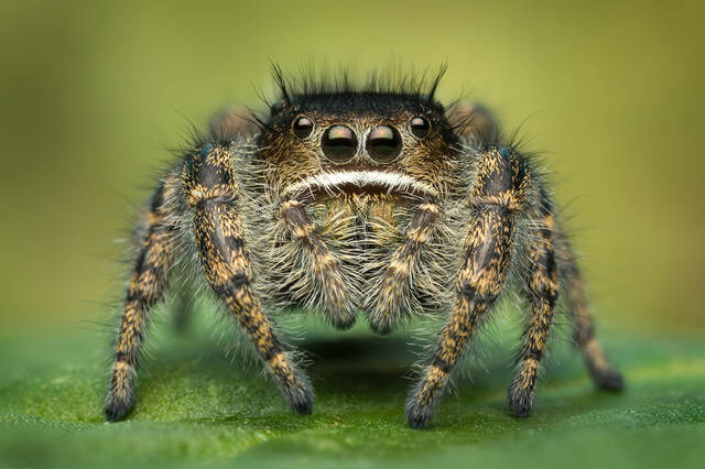 Phidippus purpuratus (adult female) print