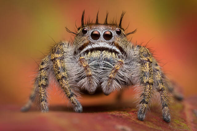 Phidippus putnami print
