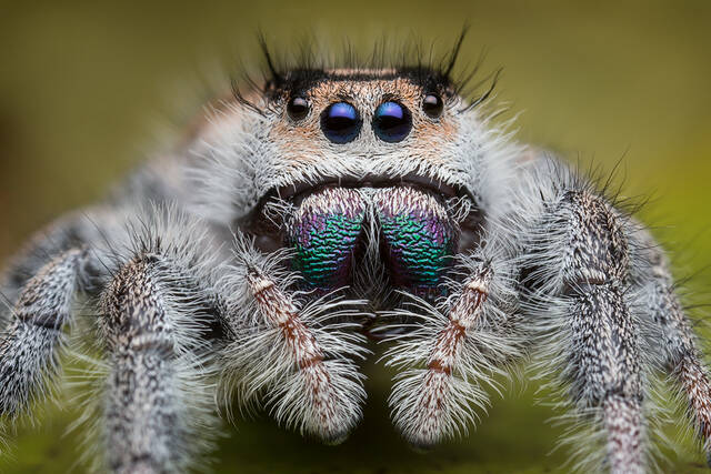 Phidippus regius (adult female) print